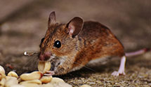 24 Hour & Emergency Exterminators in Fairfax Sta, VA